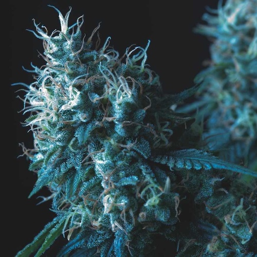 Varietà di cannabis Cookies Regular di Pyramid Seeds — foto della pianta